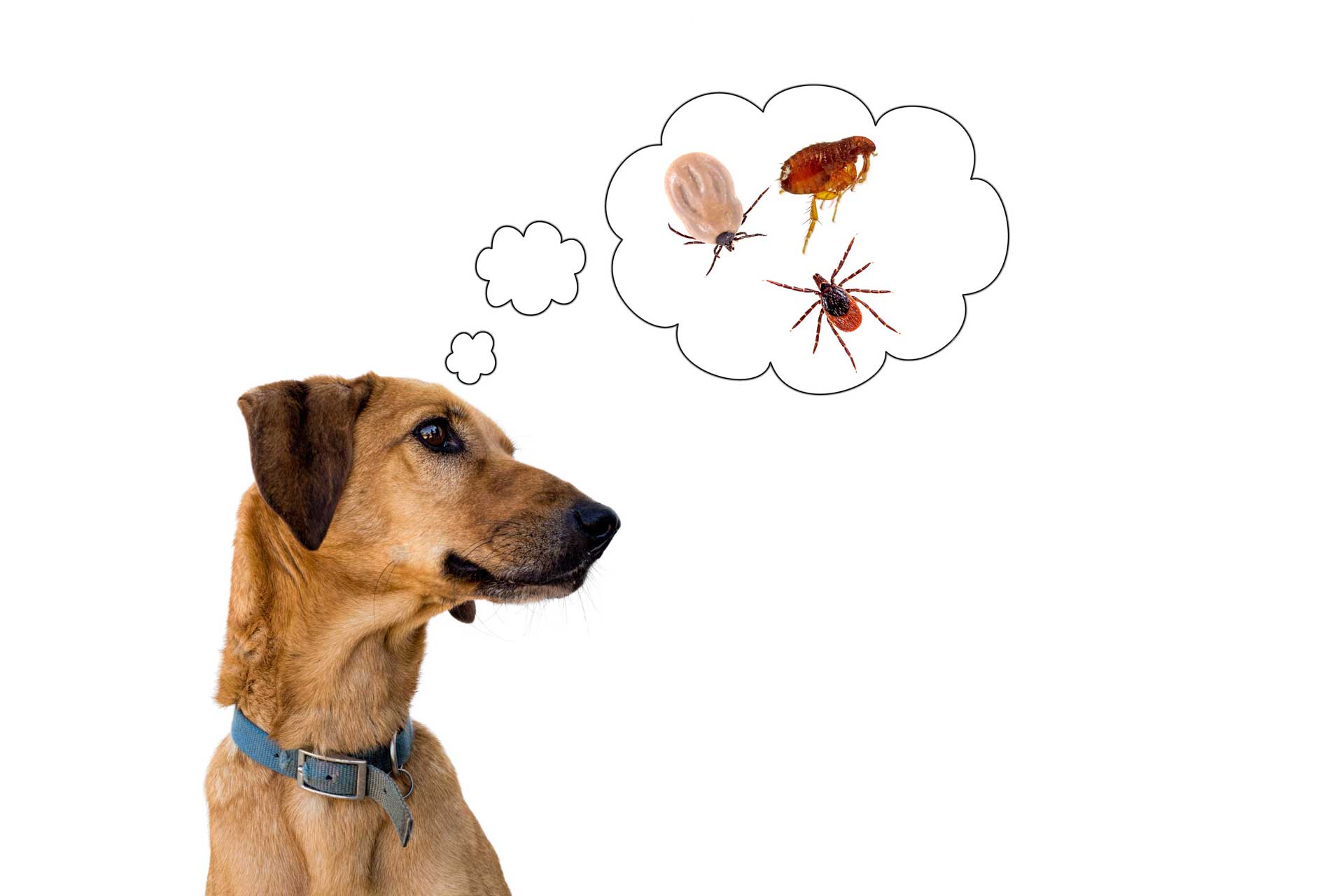 How to Prevent Fleas and Ticks on Your Dog Naturally