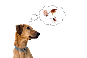 How to Prevent Fleas and Ticks on Your Dog Naturally - Bow Wow Labs