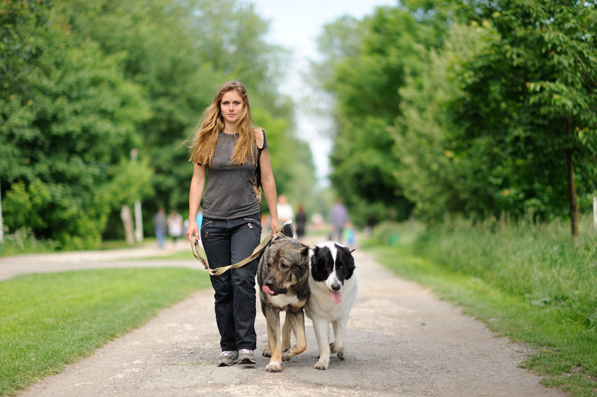 There’s More Than One Way to Walk Your Dog