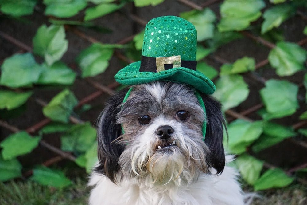 St. Patrick’s Day and Your Dog: Our Holiday List of Do’s and Don’ts