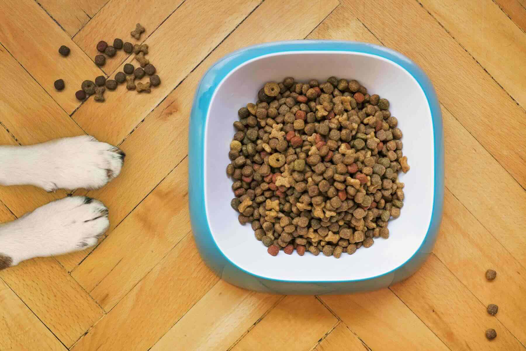 How Often and What Time Should You Feed Your Dog: A Guide to Optimal Mealtimes