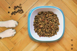 How Often and What Time Should You Feed Your Dog: A Guide to Optimal Mealtimes - Bow Wow Labs