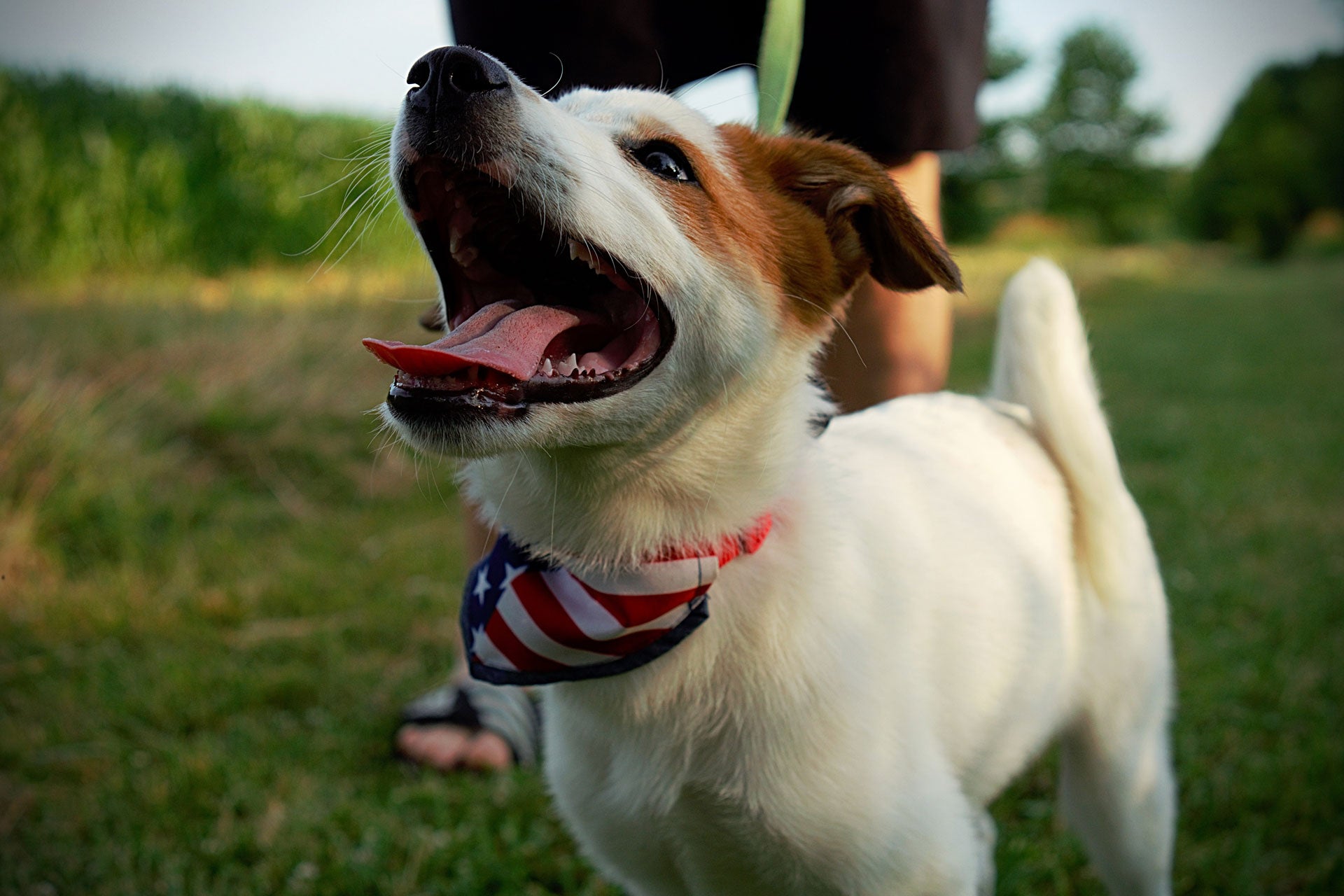 How to Improve Your Dog’s Dental Hygiene & Get Rid of Bad Doggie Breath