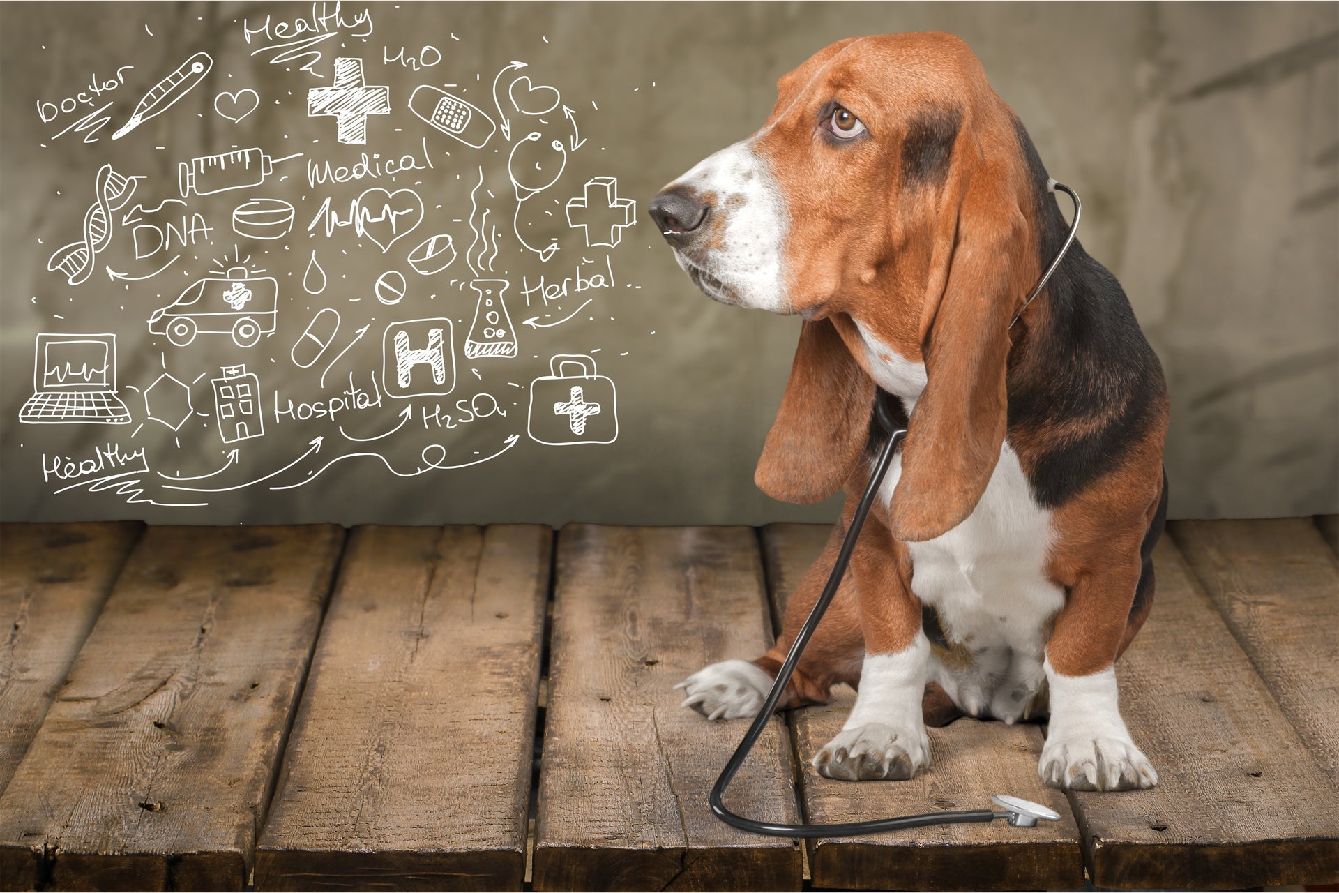 How Journaling Has Changed My Dogs’ Health