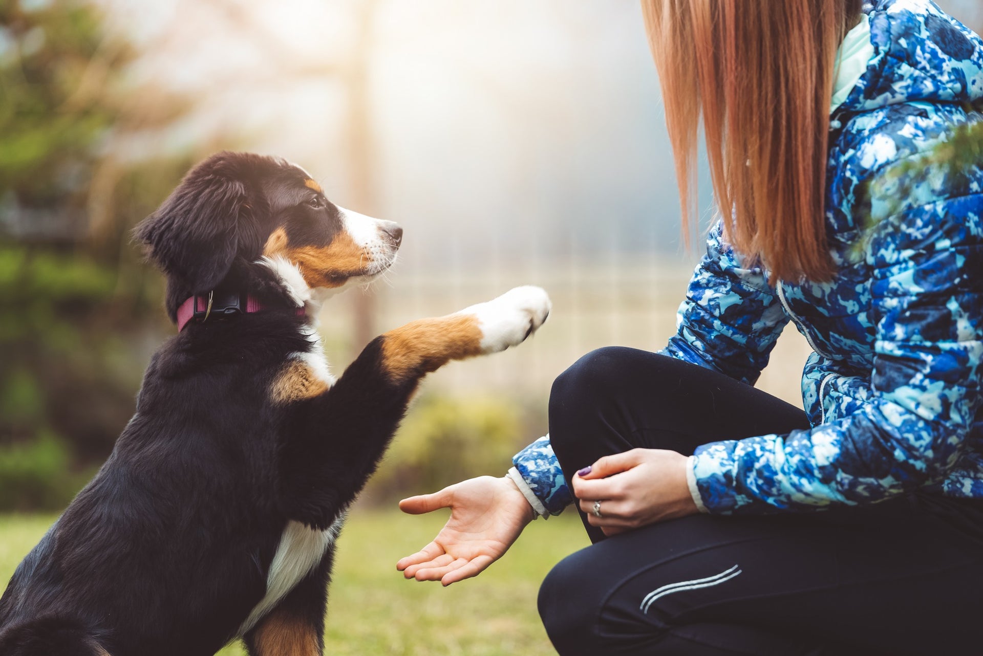 5 Tips for Mastering Dog Ownership