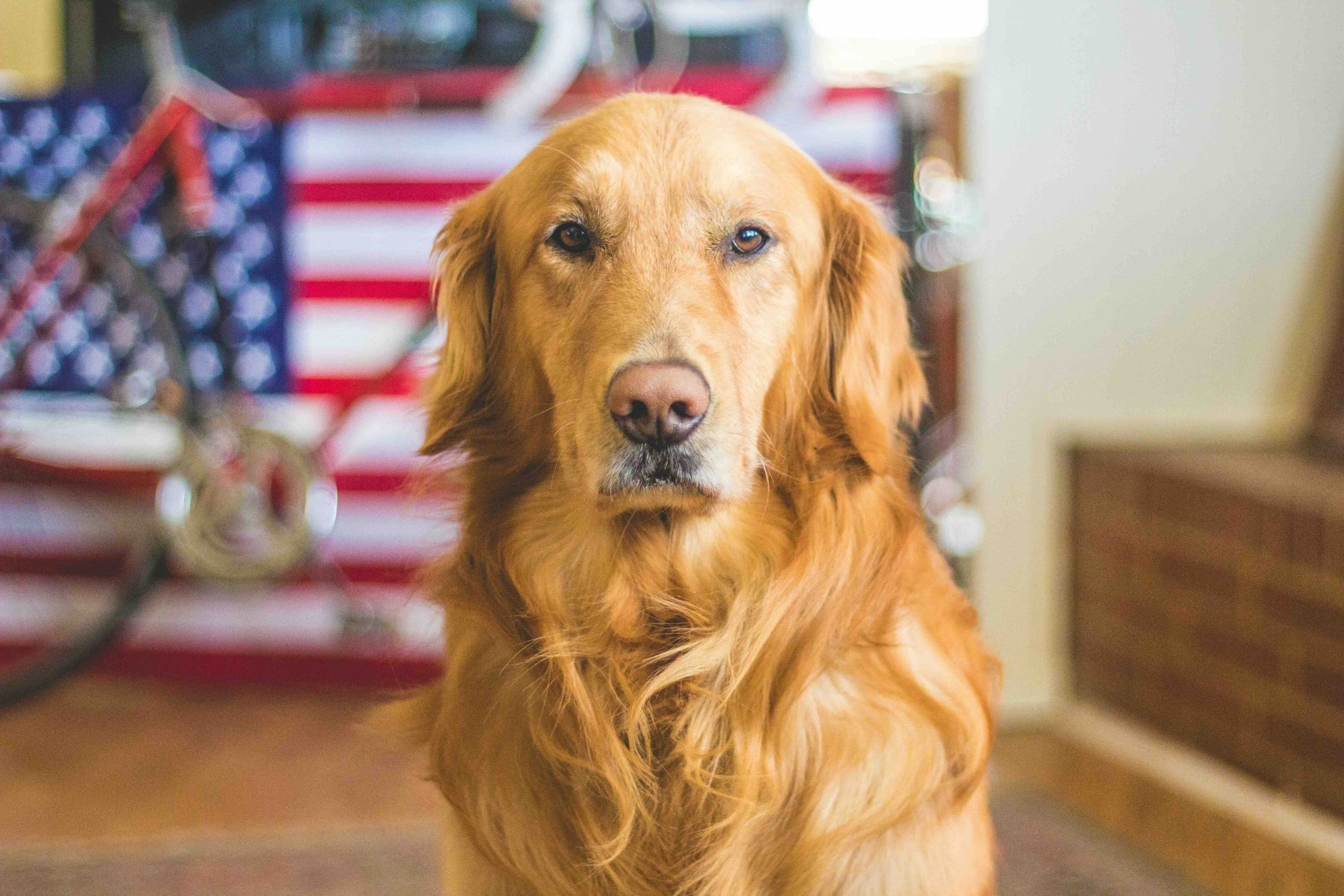 The Complete Guide to Bully Sticks: Safe, Natural Chews for Happy, Healthy Dogs