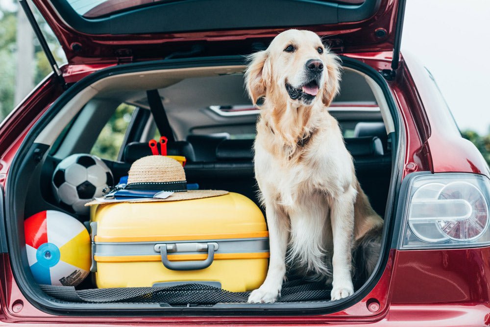 7 Tips for road trips with your dog during this busy season