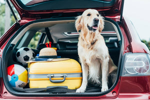 7 Tips for road trips with your dog during this busy season - Bow Wow Labs