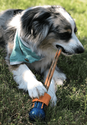 Tips For Keeping Your Dog Cool in Summer - Bow Wow Labs