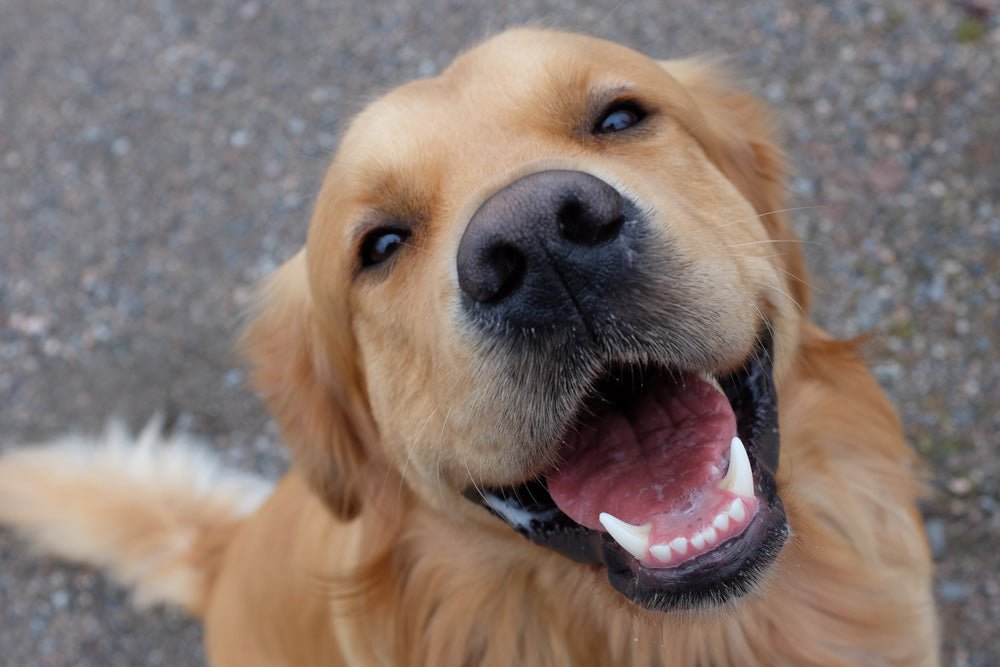 The Real Person’s Guide to Brushing Your Dog’s Teeth