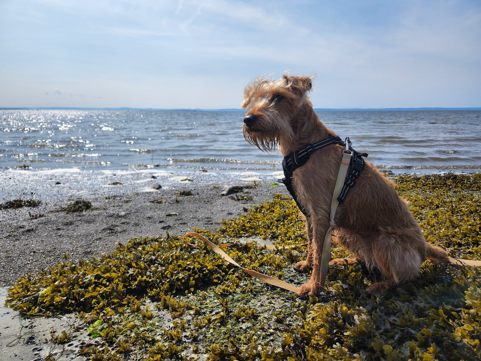 From Sea to Bowl - 3 Ways Kelp Can Help Improve Your Dog's Diet