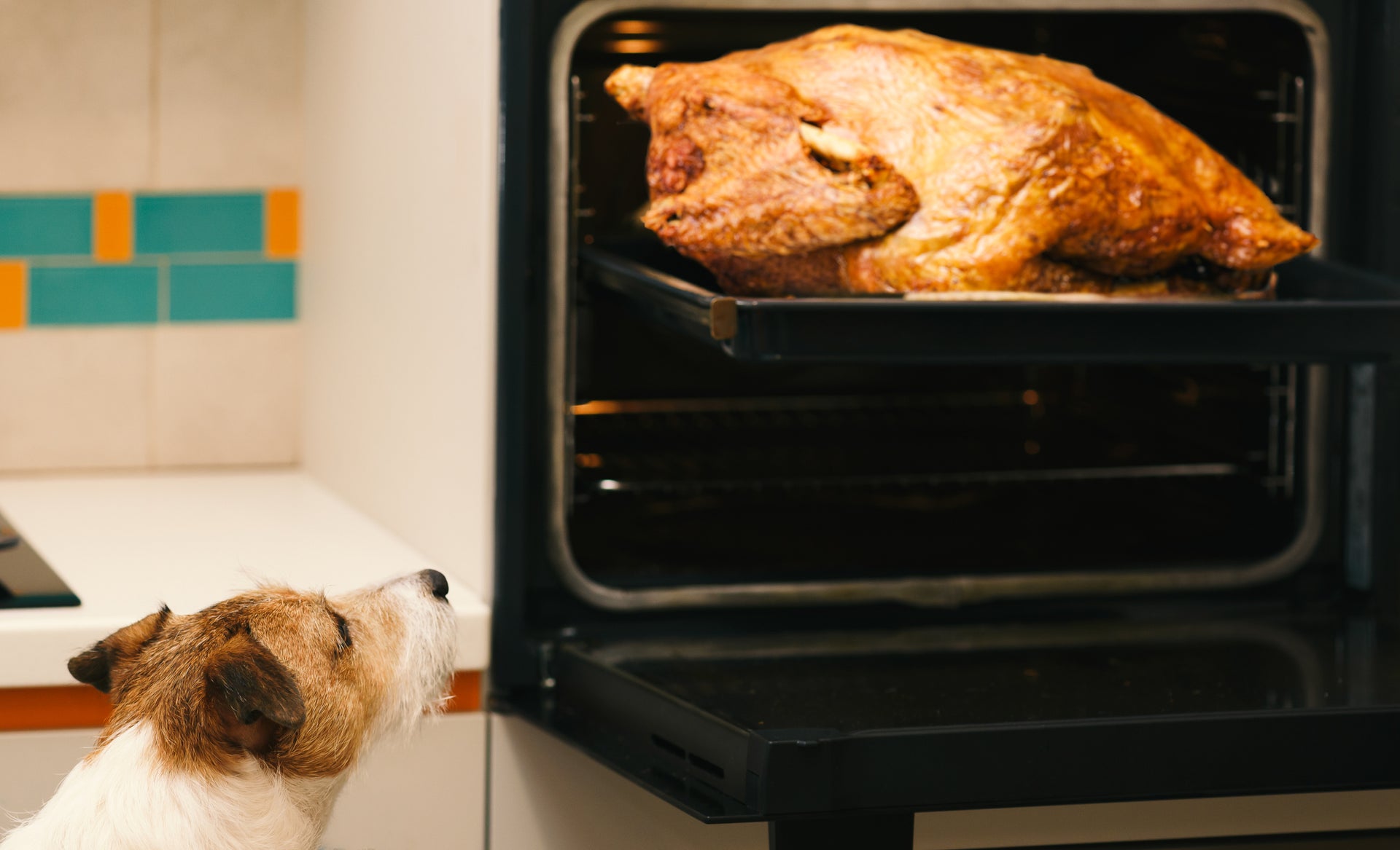 Thanksgiving Delights for Dogs: Do’s and Don’ts for a Tail-Wagging Feast!