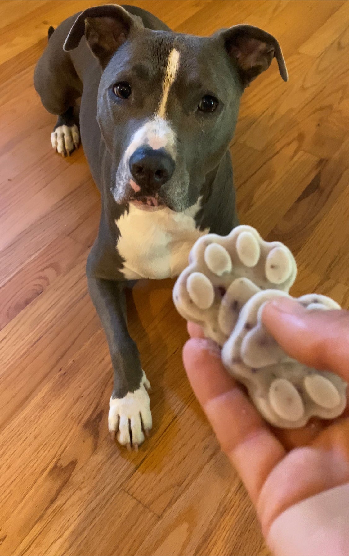 Puppy Pops: How to Make Nutrient-Packed Dog Treats in Less Than 5 Minutes