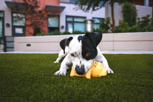 Is Your Dog an Aggressive Chewer or a Dainty Nibbler? - Bow Wow Labs