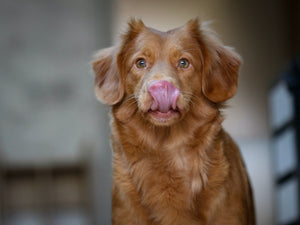 The Healthier Choice: Air-Dried Dog Treats for Your Furry Friend - Bow Wow Labs