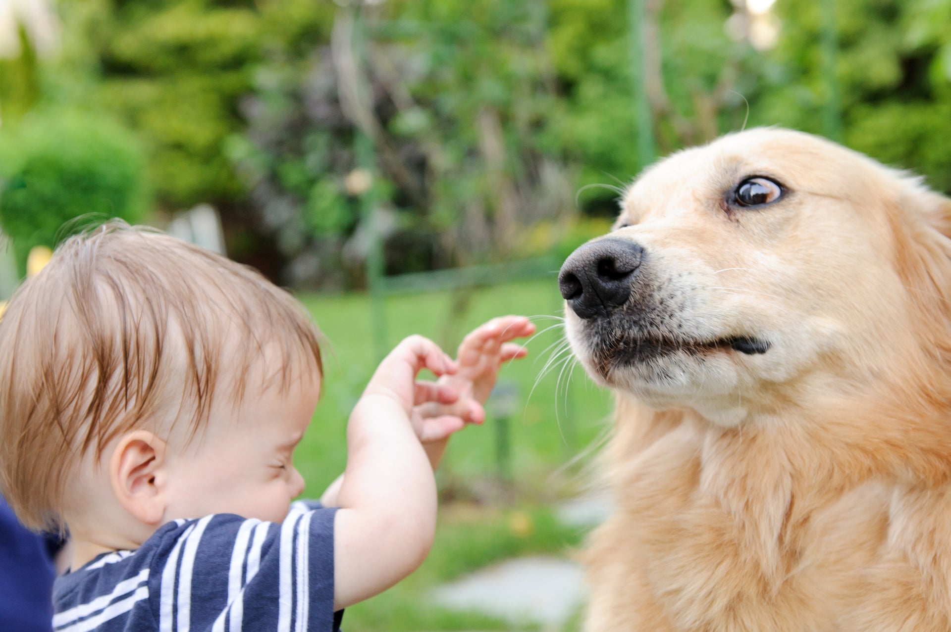 3 Tips That Will Teach Kids to Be Safe Around Dogs