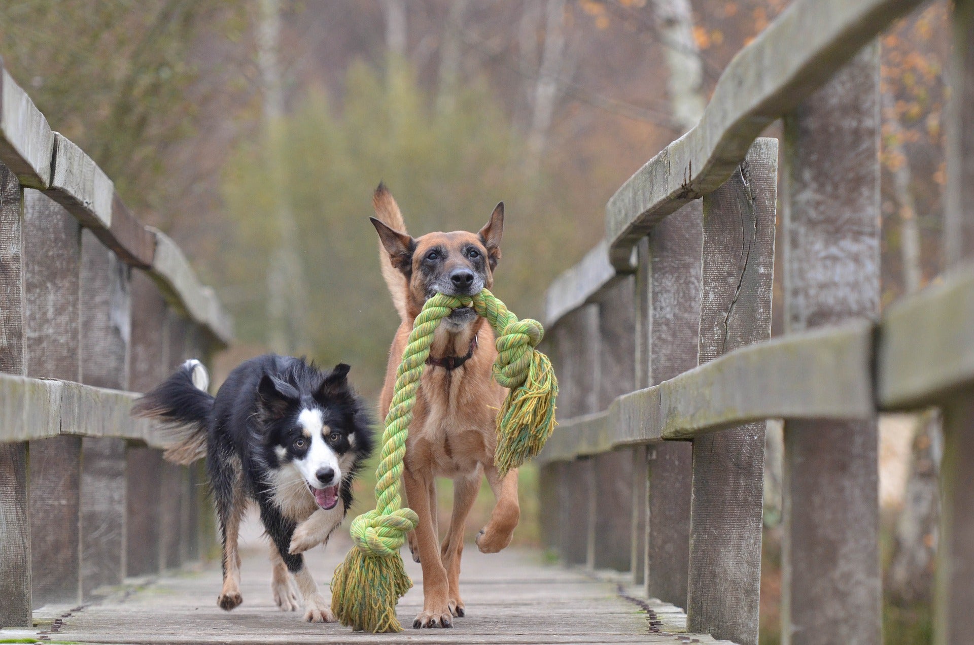 Consider Your Dog’s Temperament for Successful Training