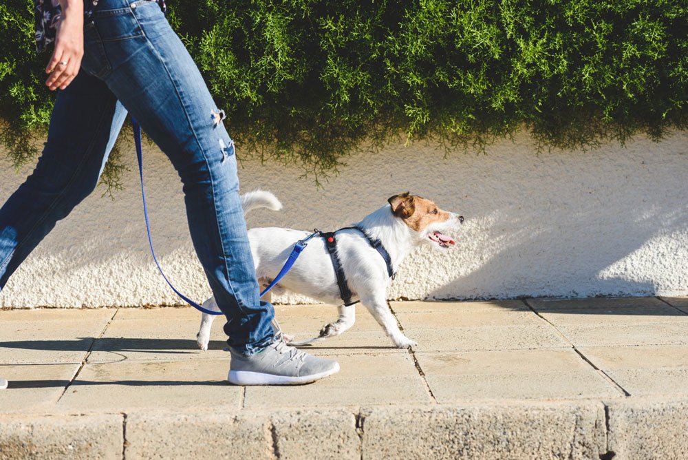 Shake Up Your Dog Walking Routine