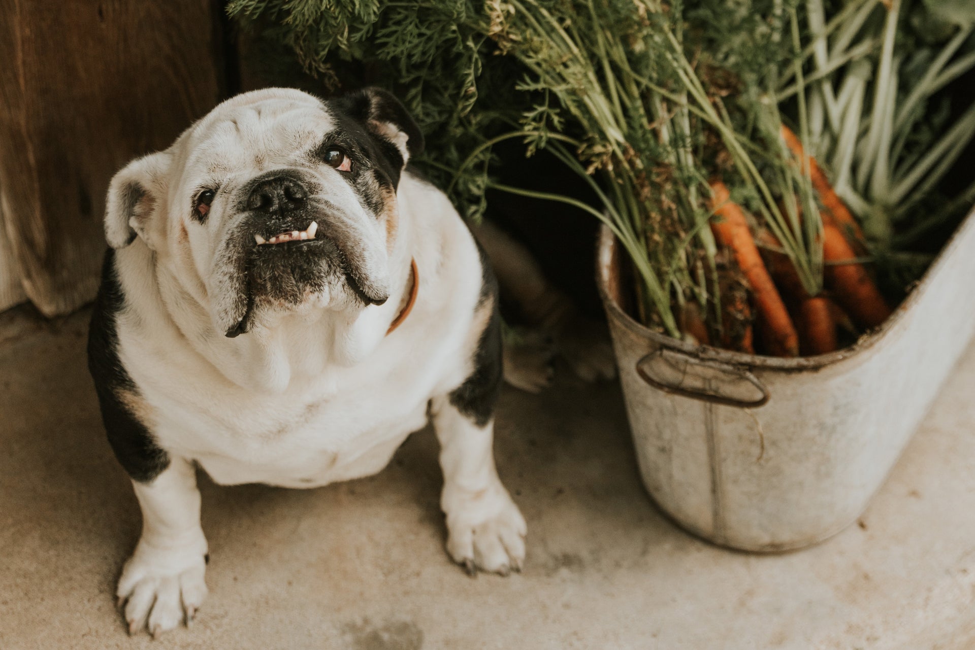 The Importance of Prebiotics and Probiotics for Your Dog