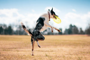 Glucosamine and Chondroitin: Unleashing the Benefits for Dogs’ Joint Health - Bow Wow Labs