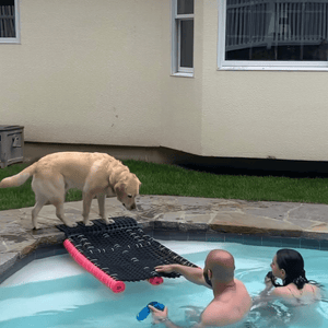 How to Build a DIY Dog Pool Ramp: Ensuring Safety and Fun for Your Furry Friend - Bow Wow Labs