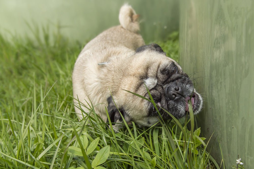 Is Eating Grass Safe for My Dog?