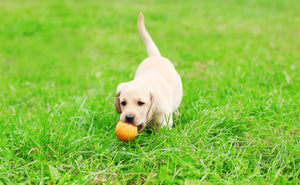 5 Training Tips Every New Puppy Parent Should Know - Bow Wow Labs