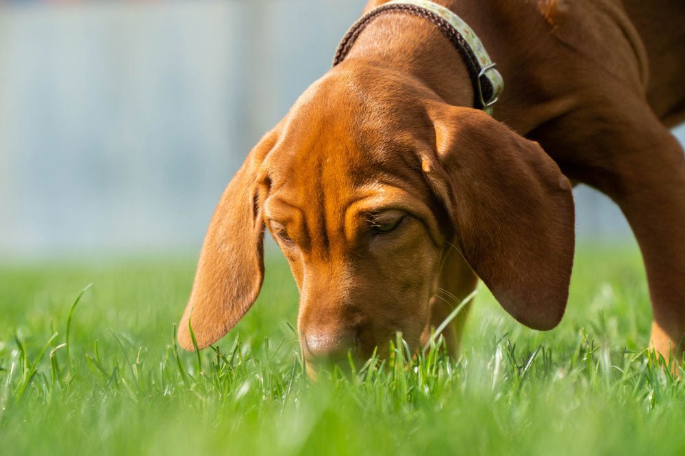 Scent Work and Dogs Part 2: Pick Up the Trail with These Basic Beginner Games