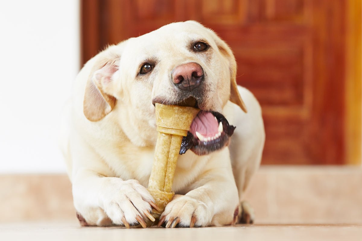 Are Rawhide Bones & Chews Bad for Dogs?