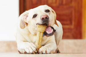 Are Rawhide Bones & Chews Bad for Dogs? - Bow Wow Labs