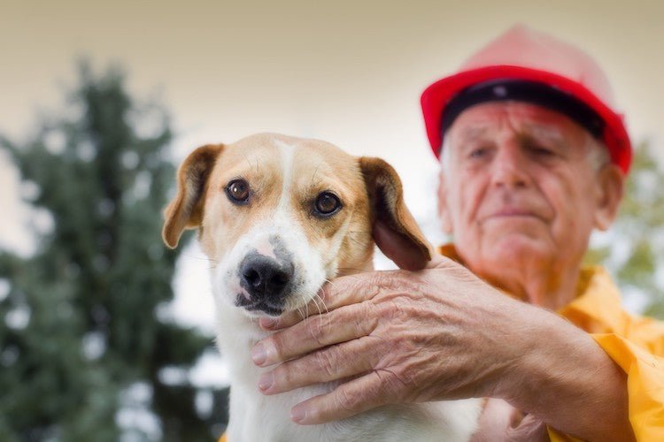 Take These 5 steps to Protect Your Dog in Case of Natural Disaster