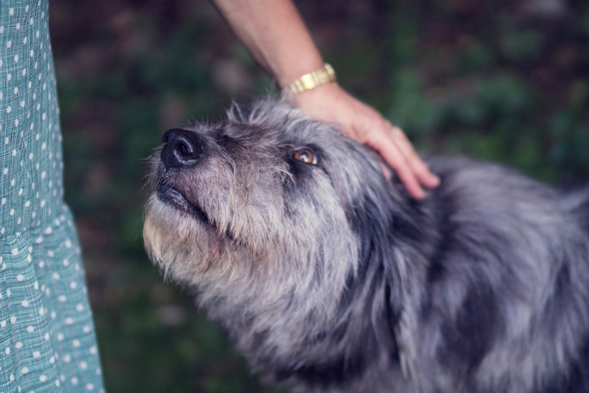 Why Senior Dogs Can Be the Best Companions