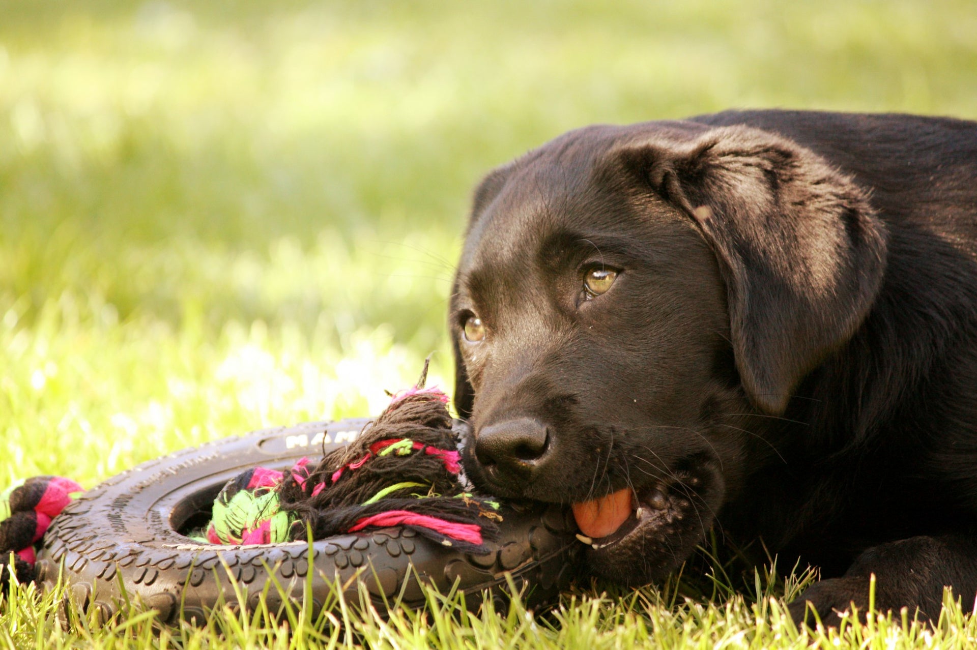 Preserve Your Pet’s Toys and Health with Three Simple Tips