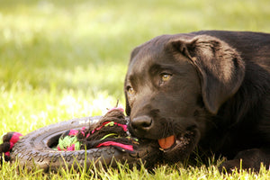 Preserve Your Pet’s Toys and Health with Three Simple Tips - Bow Wow Labs