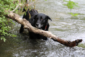 Three Reasons to Give Your Dog Cranberries - Bow Wow Labs