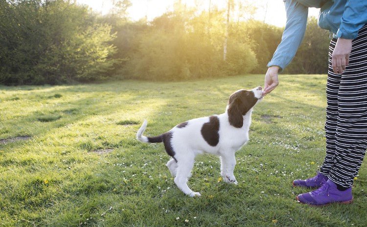 Training Your New Puppy: The Importance of Forming Good Habits in the First 16 Weeks