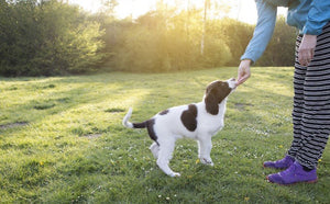 Training Your New Puppy: The Importance of Forming Good Habits in the First 16 Weeks - Bow Wow Labs