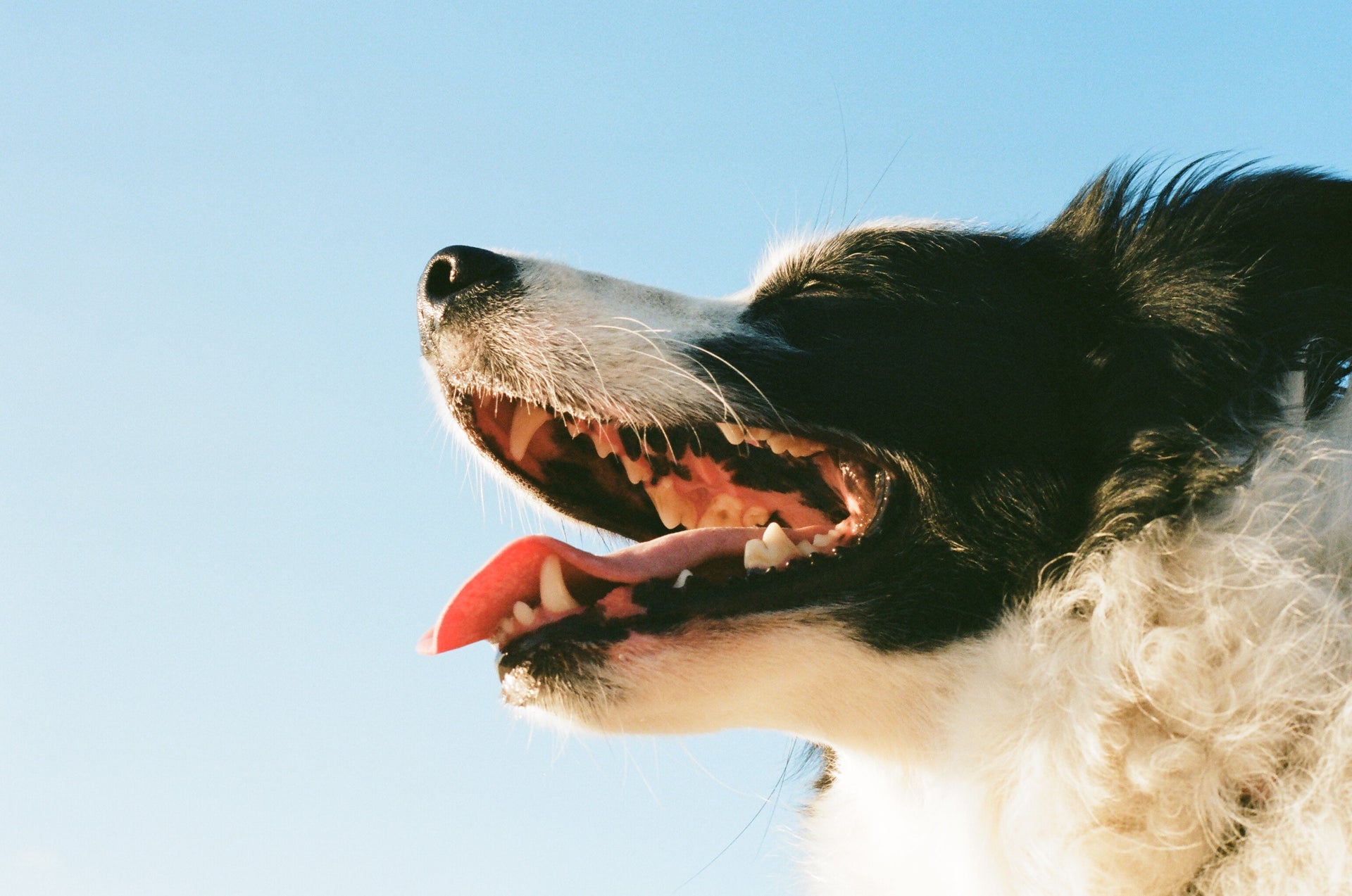 The Ultimate Guide To Doggie Dental Care