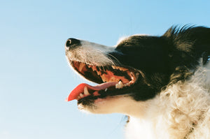 The Ultimate Guide To Doggie Dental Care - Bow Wow Labs