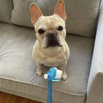 4in1™ Toothbrush - Bow Wow Labs